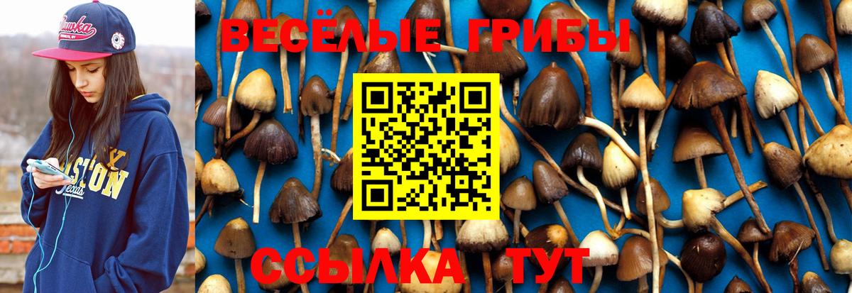 Псилоцибиновые грибы GOLDEN TEACHER  Вход с VPN  Грязи 